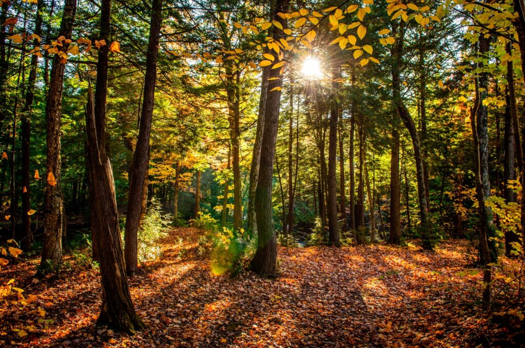 Fincas en la Naturaleza, Sierra Viva Servicios Inmobiliarios